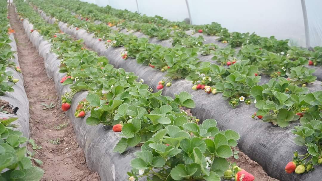 FB_IMG_1703895149063