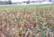 SOS: КАРТОШКАЗОРҲОИ БАСМАНДА СӮХТАНД