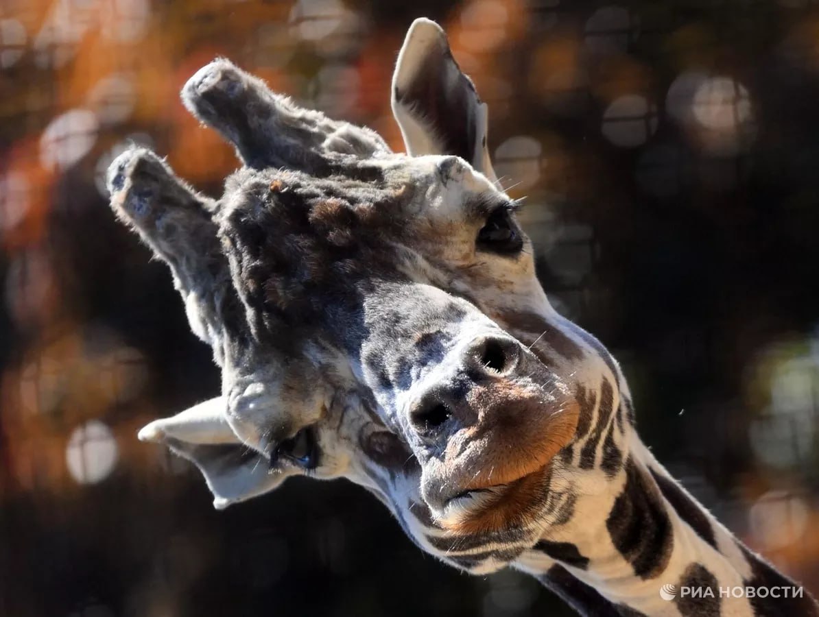 photo_5355208311668079488_y