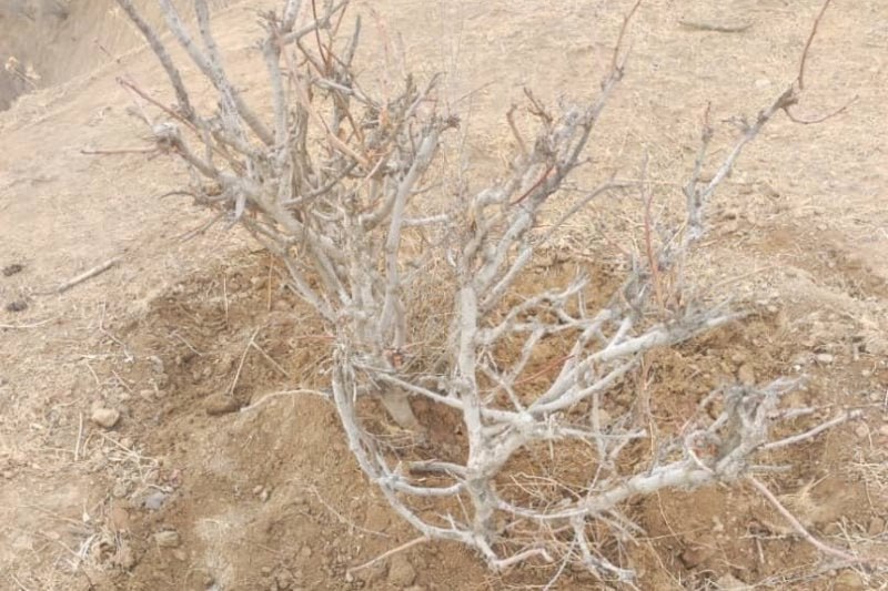 photo_5402098161859367675_x