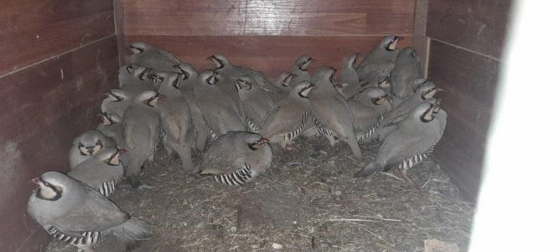 photo_5242618716124550440_x