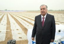 Кишти пахта аз хоҷагии деҳқонии «Мирхонд» – и Мастчоҳ оғоз шуд