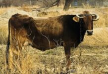 Дар ду минтақаи Туркманистон чорво аз бемории номаълум нобуд мешавад