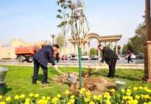 Дарахтони сояафкан дар Хуҷанд