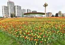 Даври ҷумҳуриявии озмуни «Сайри гули лола»